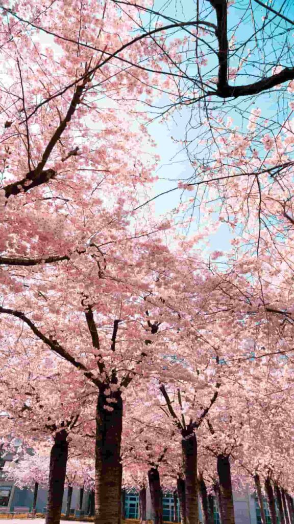 hình nền cute cho điện thoại