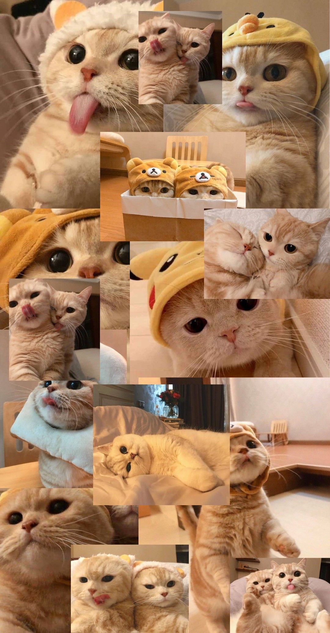 hình nền mèo cute, đẹp nhất