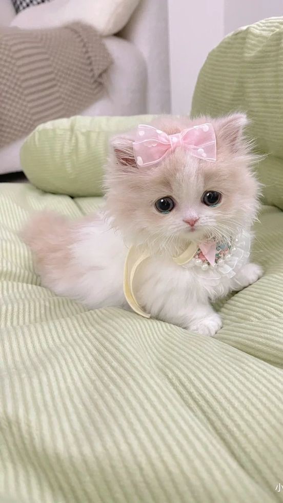 Hình nền mèo con dễ thương nhất