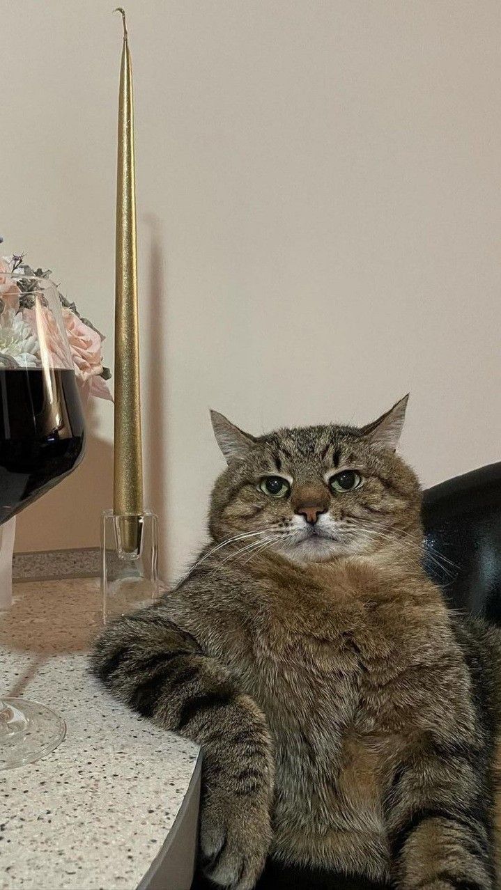 Hình nền meme mèo bựa