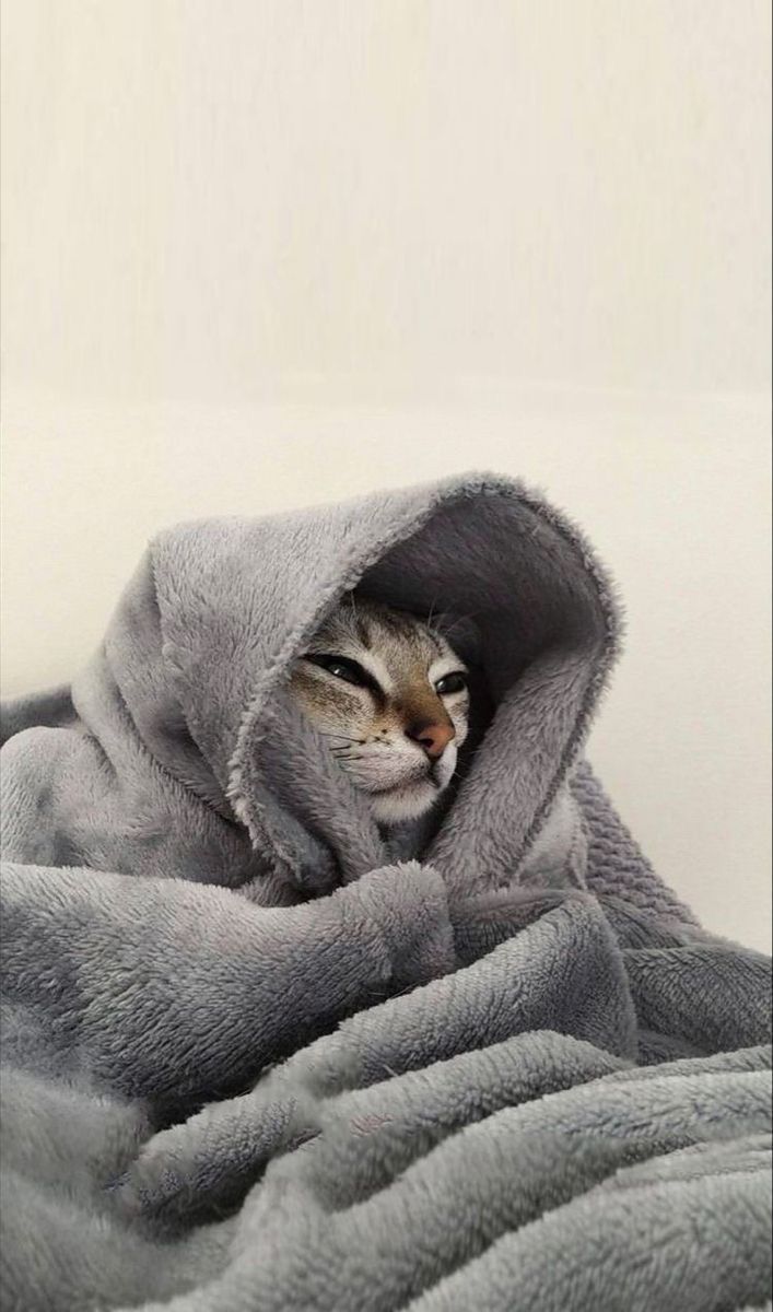 Hình nền meme mèo bựa