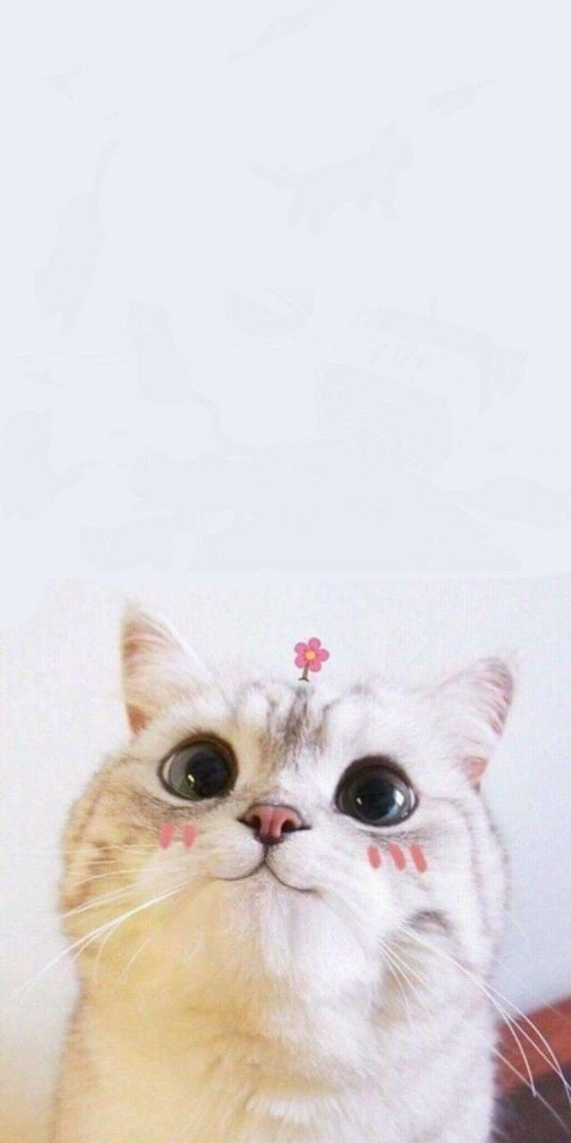 hình nền mèo cute, đẹp nhất