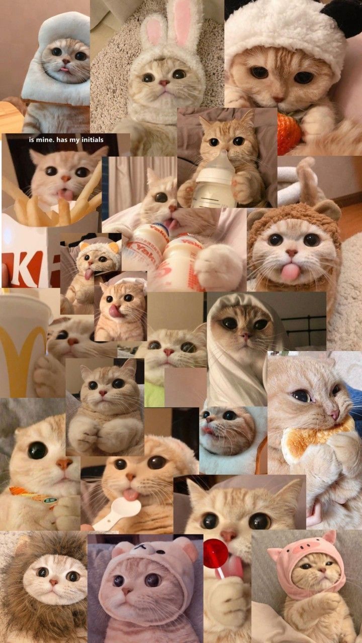 hình nền mèo cute, đẹp nhất