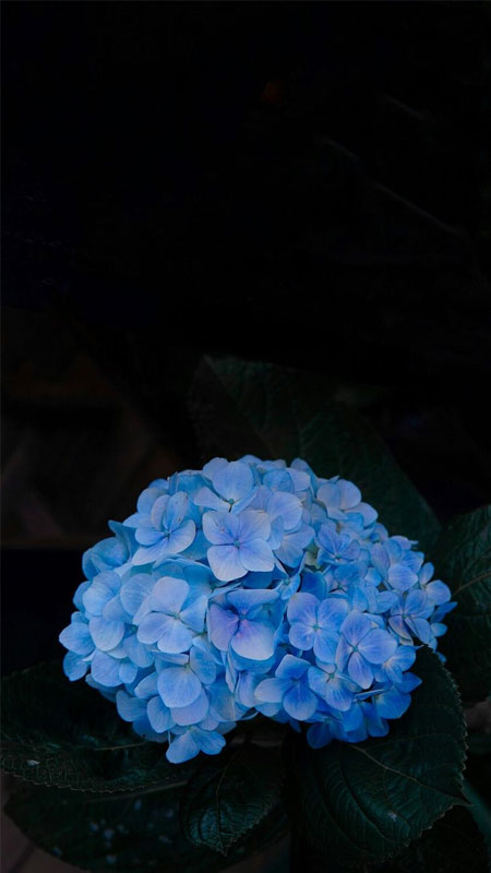 anh-mau-xanh-duong-32