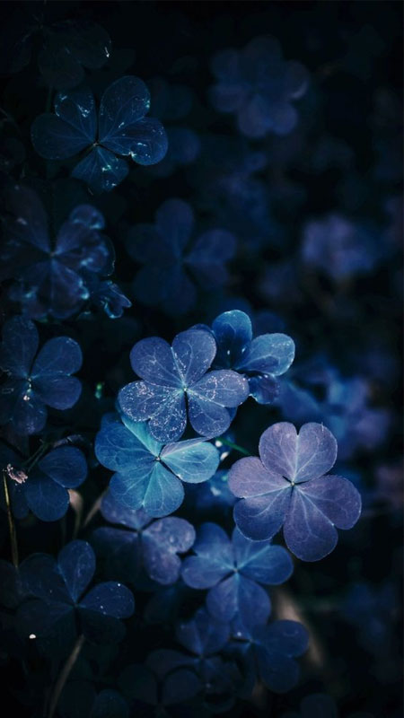 anh-mau-xanh-duong-18