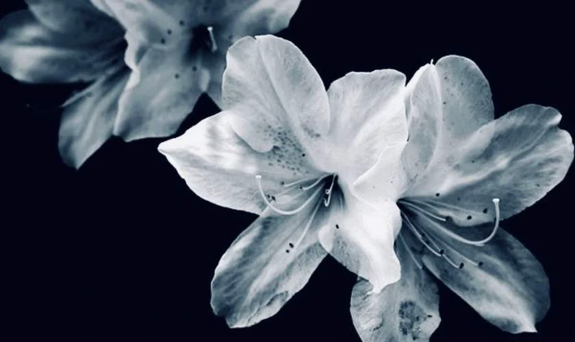 Ảnh bìa đóa hoa