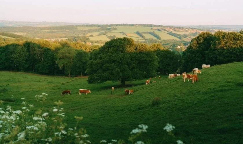 Phong cảnh thảo nguyên rộng lớn