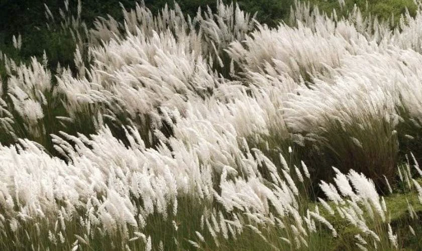 Đồng cỏ lau trước gió