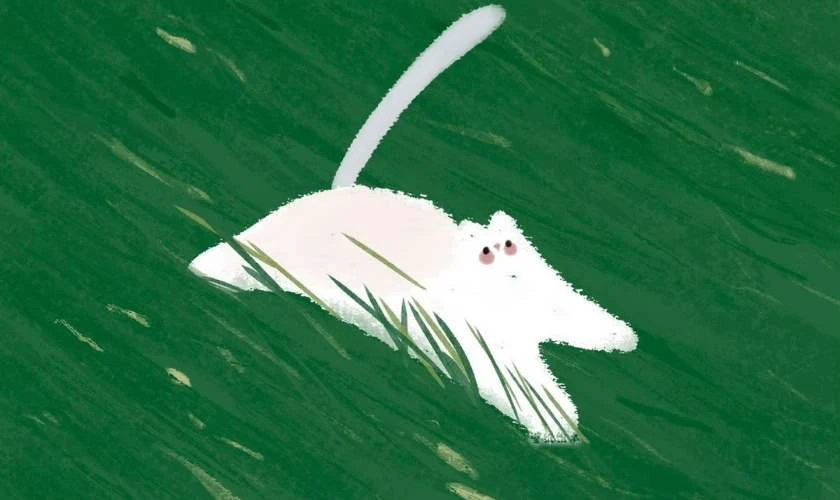 Ảnh bìa chú mèo trắng chạy trên đồng cỏ