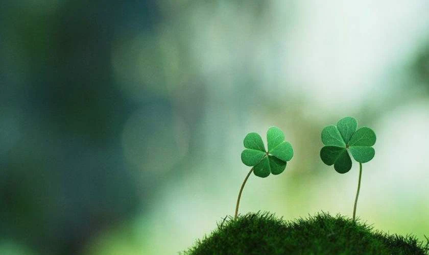 Cỏ 4 lá biểu tượng may mắn