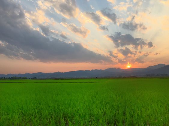 ảnh nền hoàng hôn trên đồng cỏ