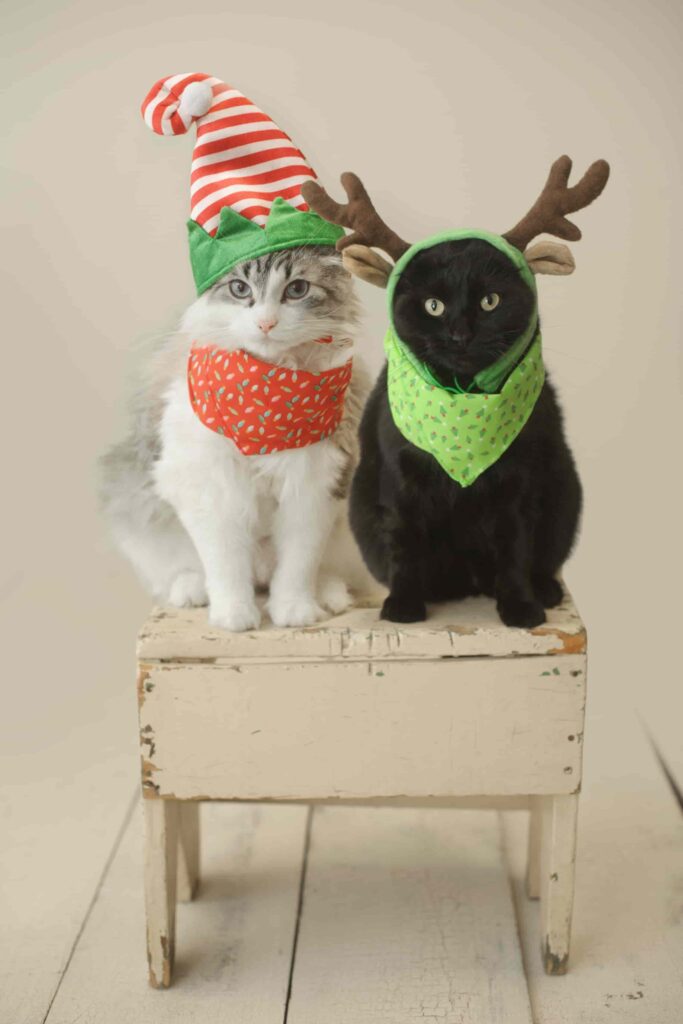 hình nền mèo cute