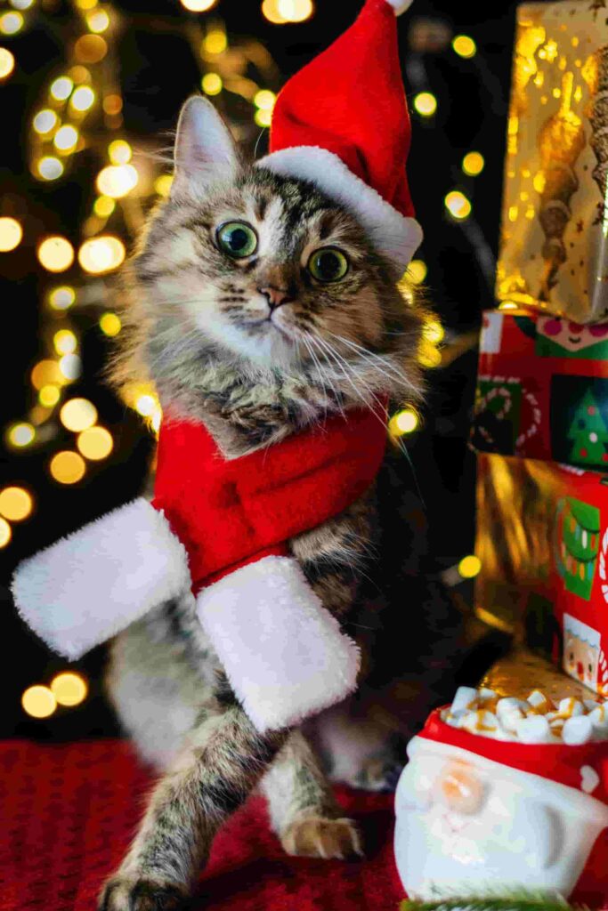 hình nền mèo máy tính