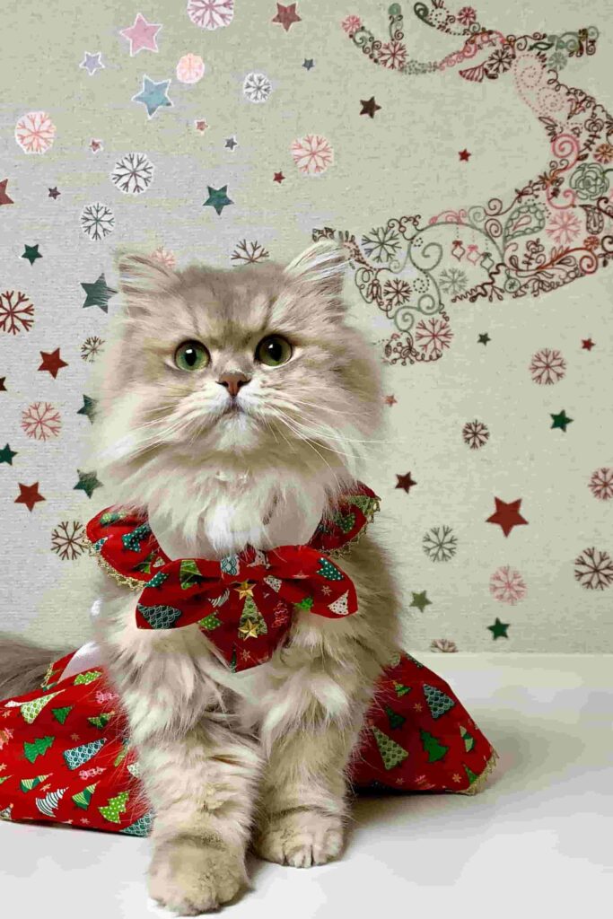 hình nền mèo con