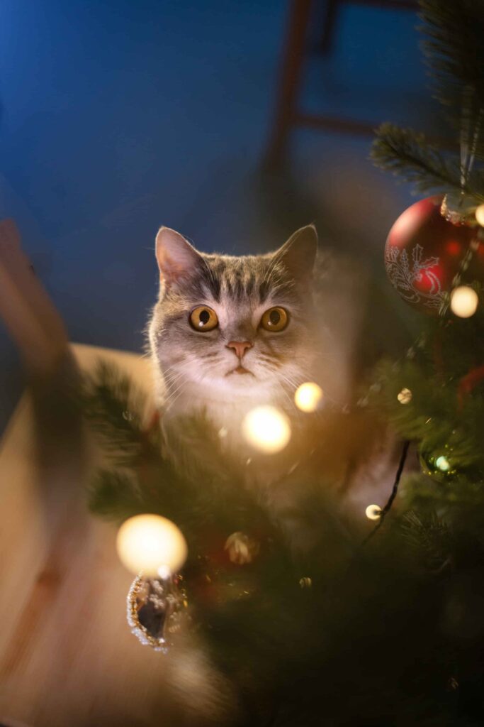 hình nền điện thoại mèo cute