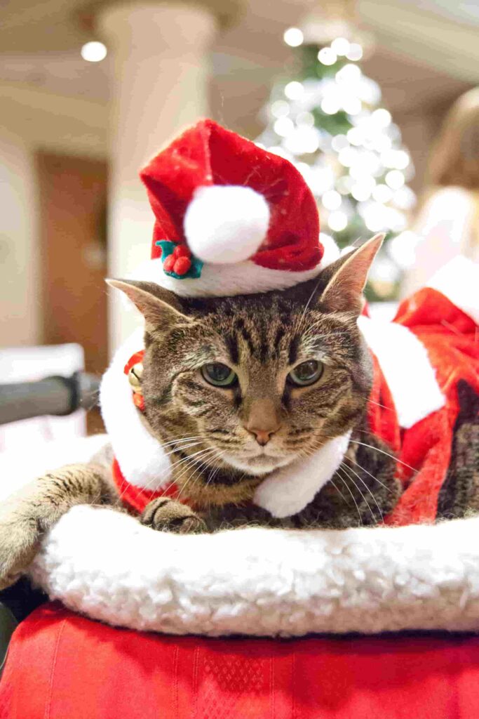 hình nền mèo ngầu