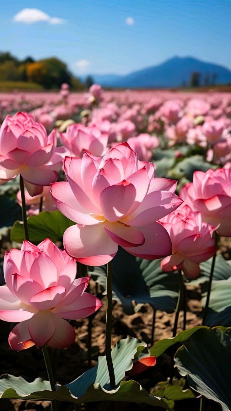 hình nền hoa sen 4K