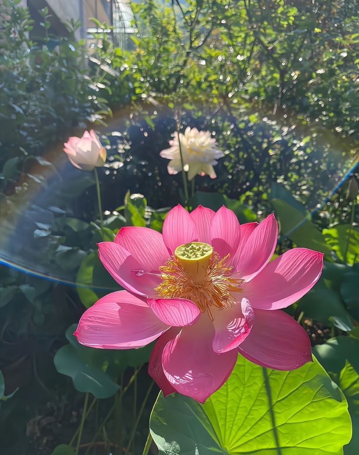 hình nền hoa sen 4K