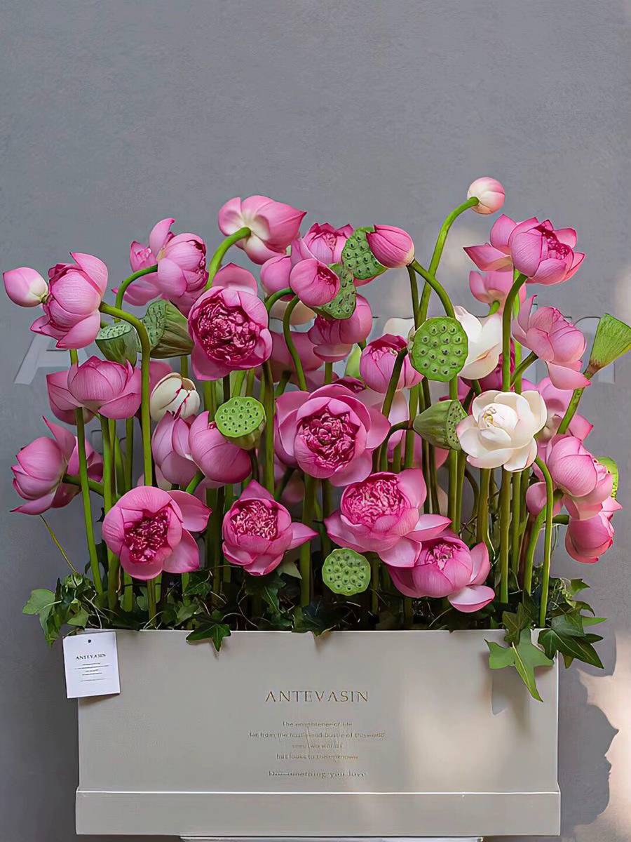 hình nền hoa sen hồng