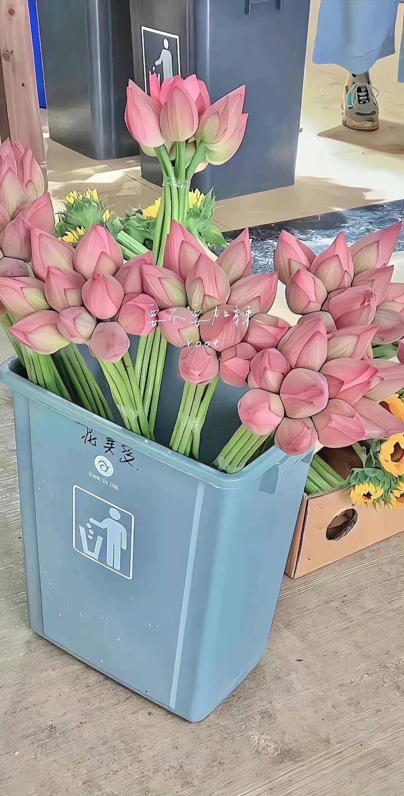 hình nền hoa sen hồng