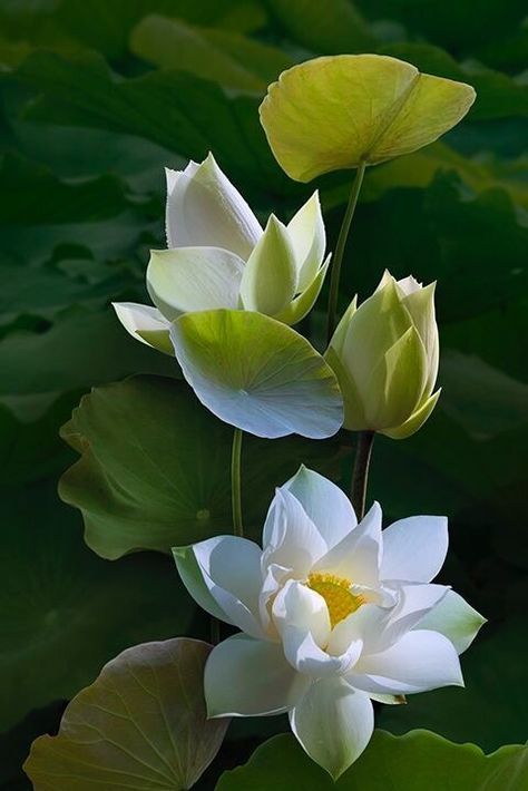 hình nền hoa sen trắng