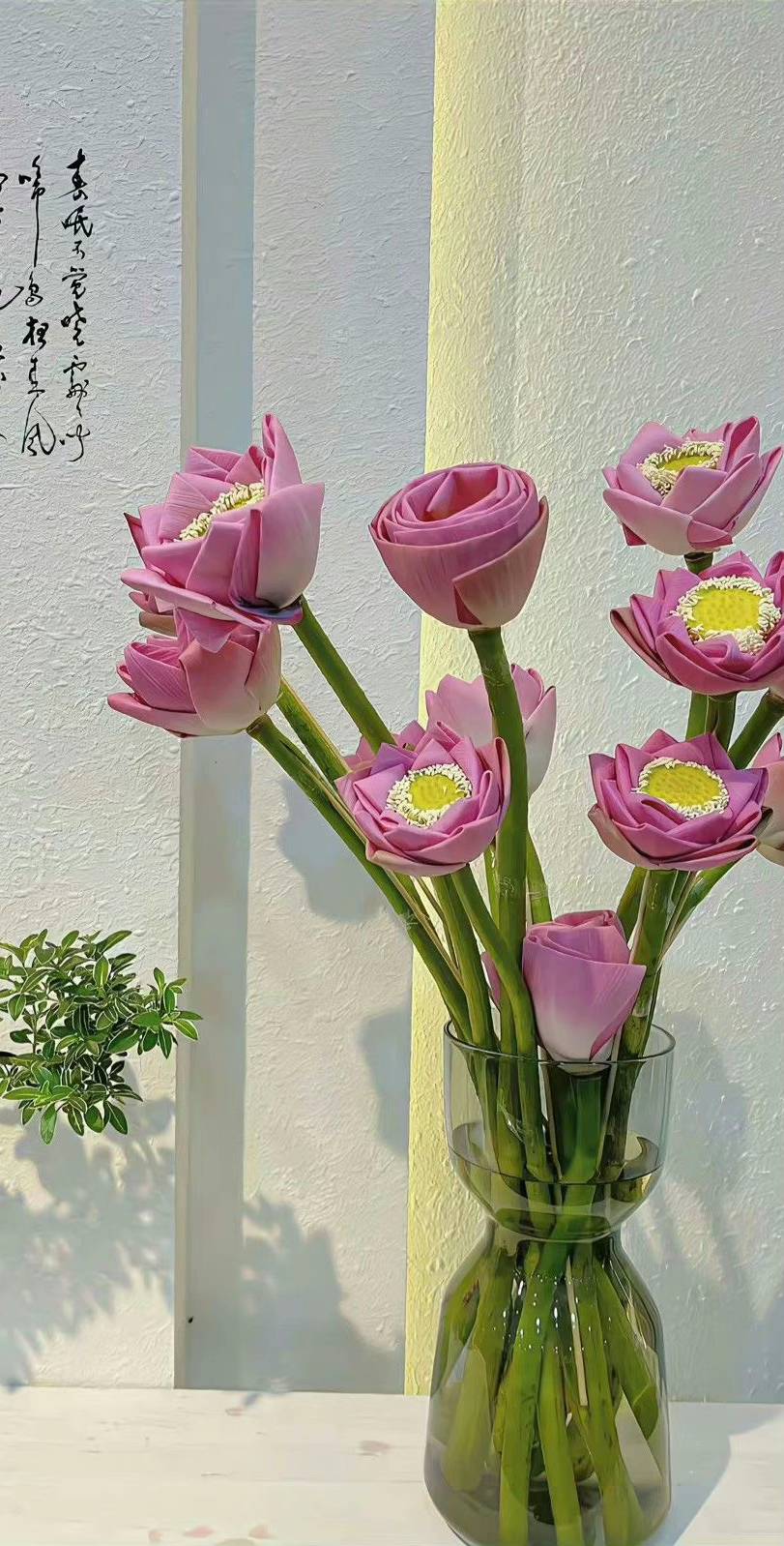 hình nền hoa sen hồng