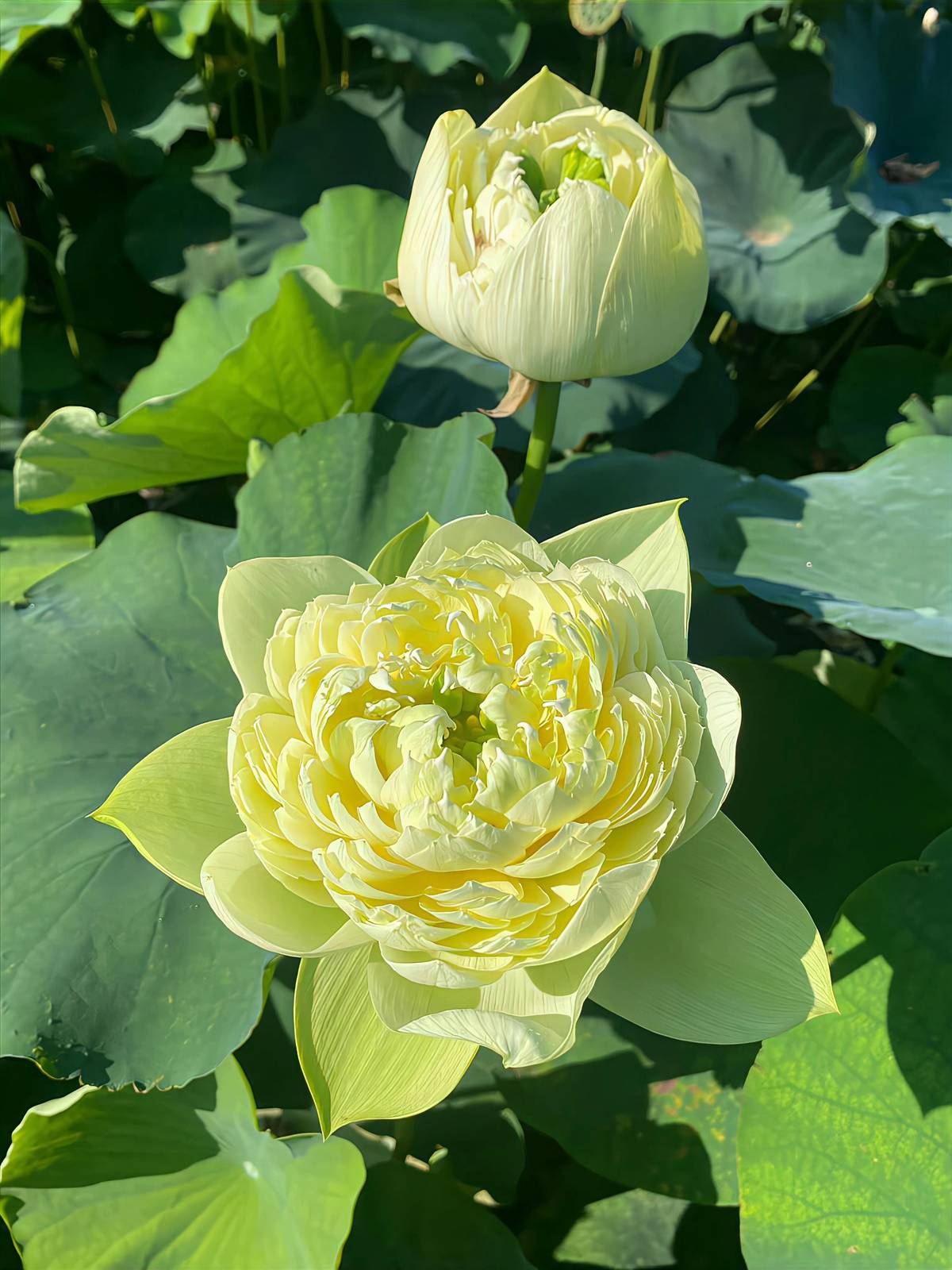 hình nền hoa sen 4K