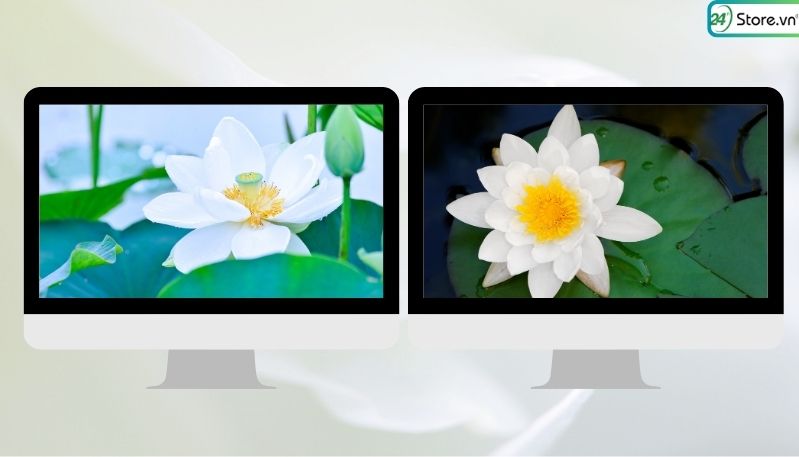 hình nền hoa sen trắng đen