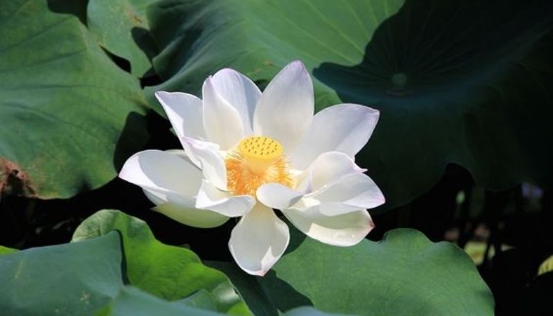 hình nền đầm sen