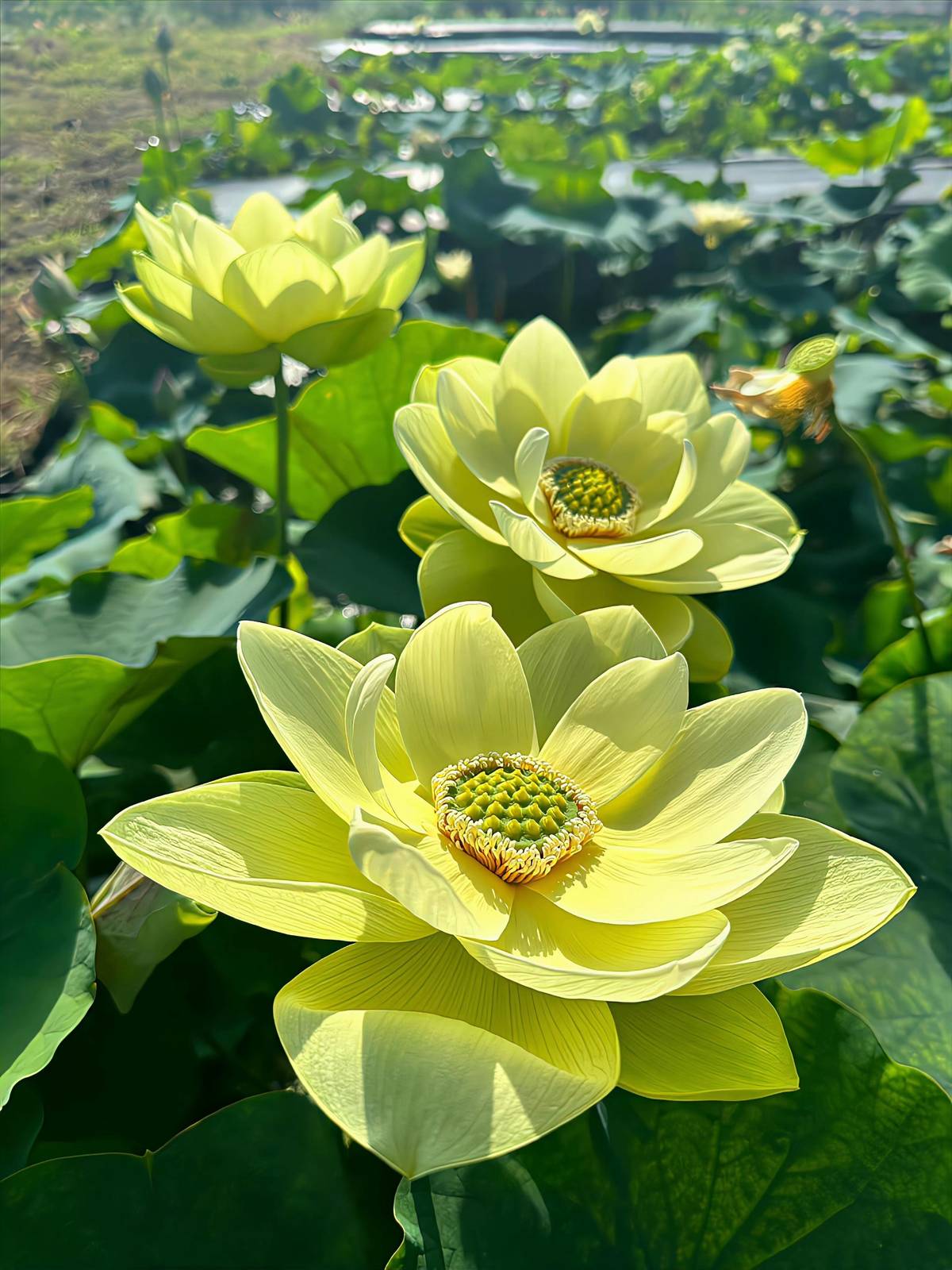 hình nền hoa sen 4K