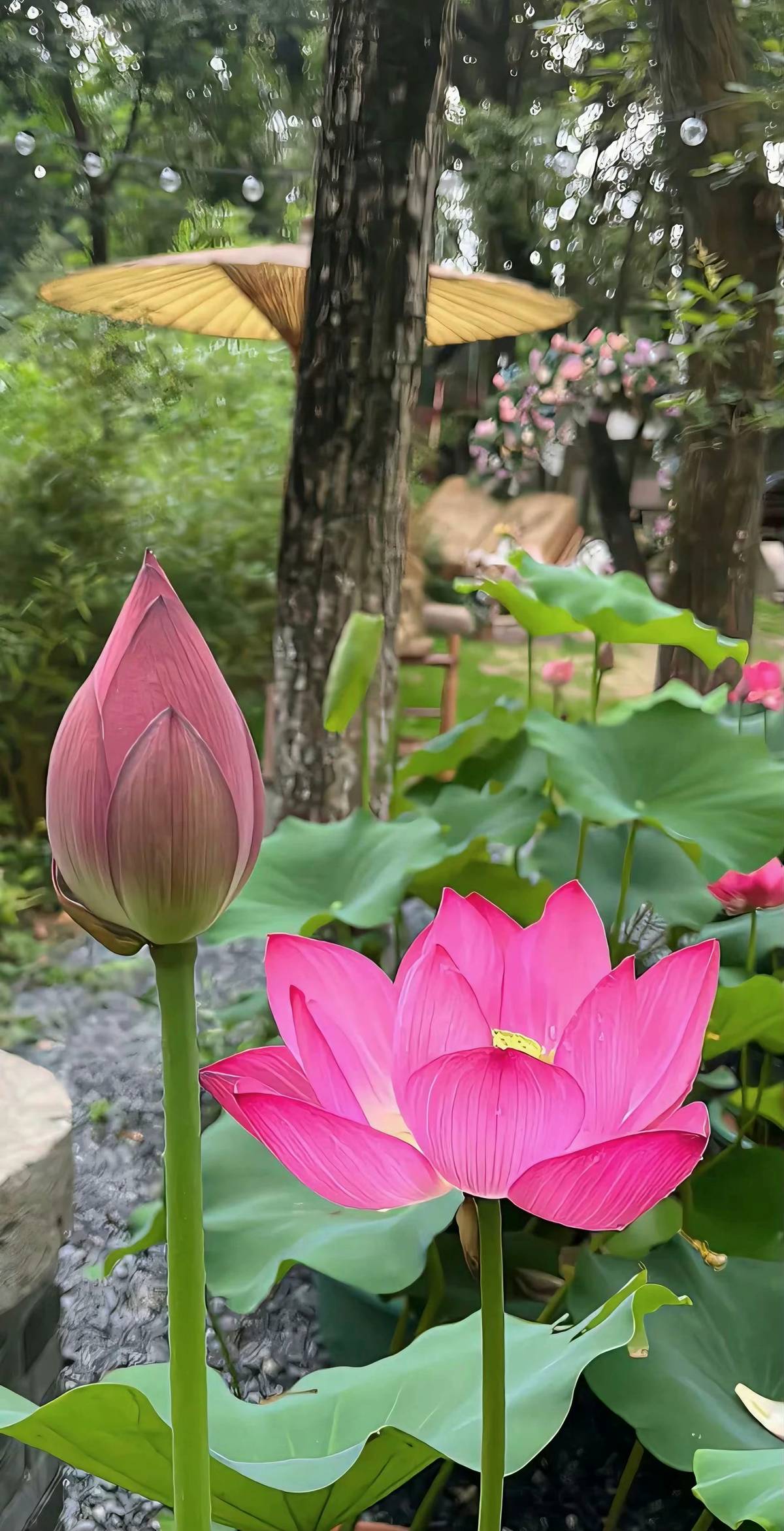 hình nền hoa sen 4K