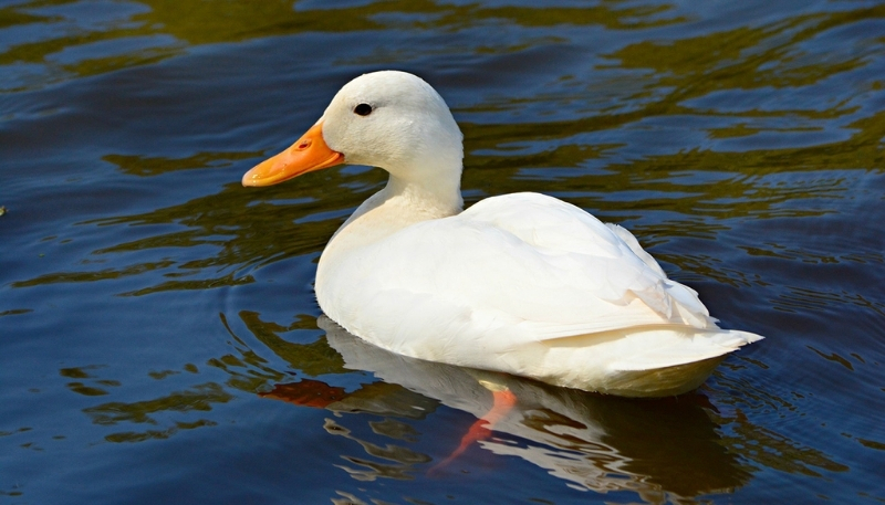 hình nền vịt vô tri đáng yêu cho laptop