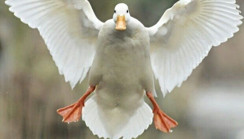 ảnh vịt vô tri đáng yêu làm hình nền