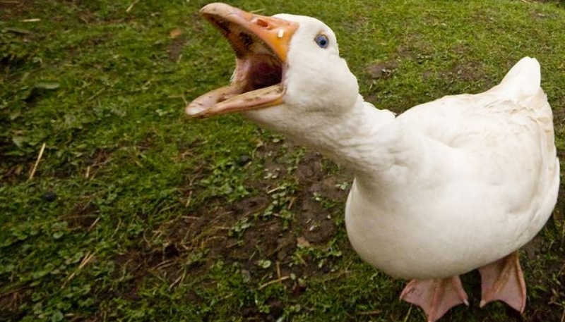 hình nền vịt vô tri dễ thương full HD