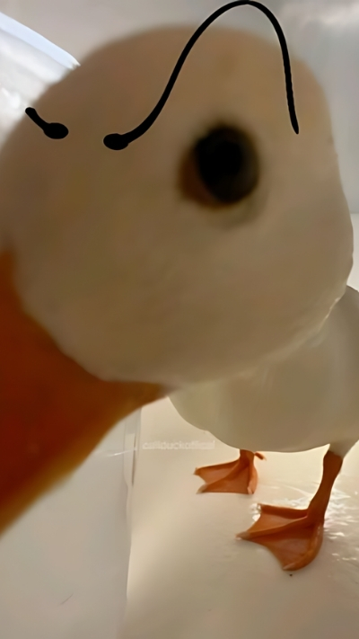 ảnh nền con vịt gây cười full HD