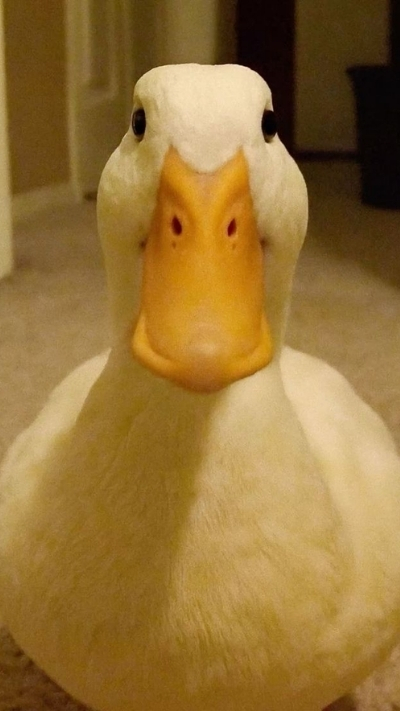 hình nền vịt gây cười cho smartphone