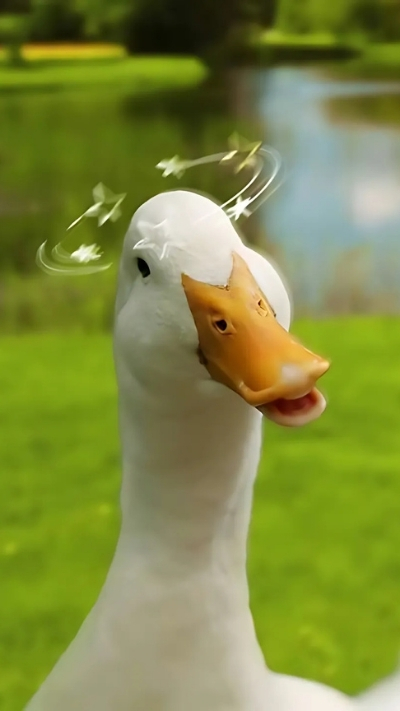 hình nền vịt vui tính 4K cho điện thoại