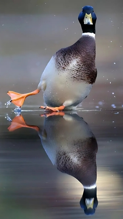 nền con vịt dí dỏm cho màn hình dọc