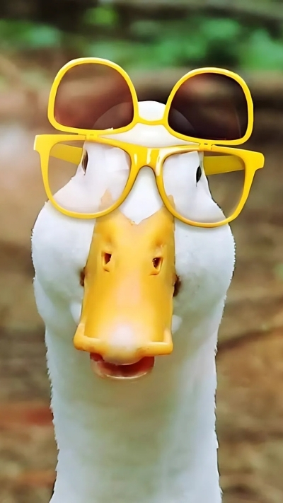 ảnh con vịt hài hước đáng yêu 4K