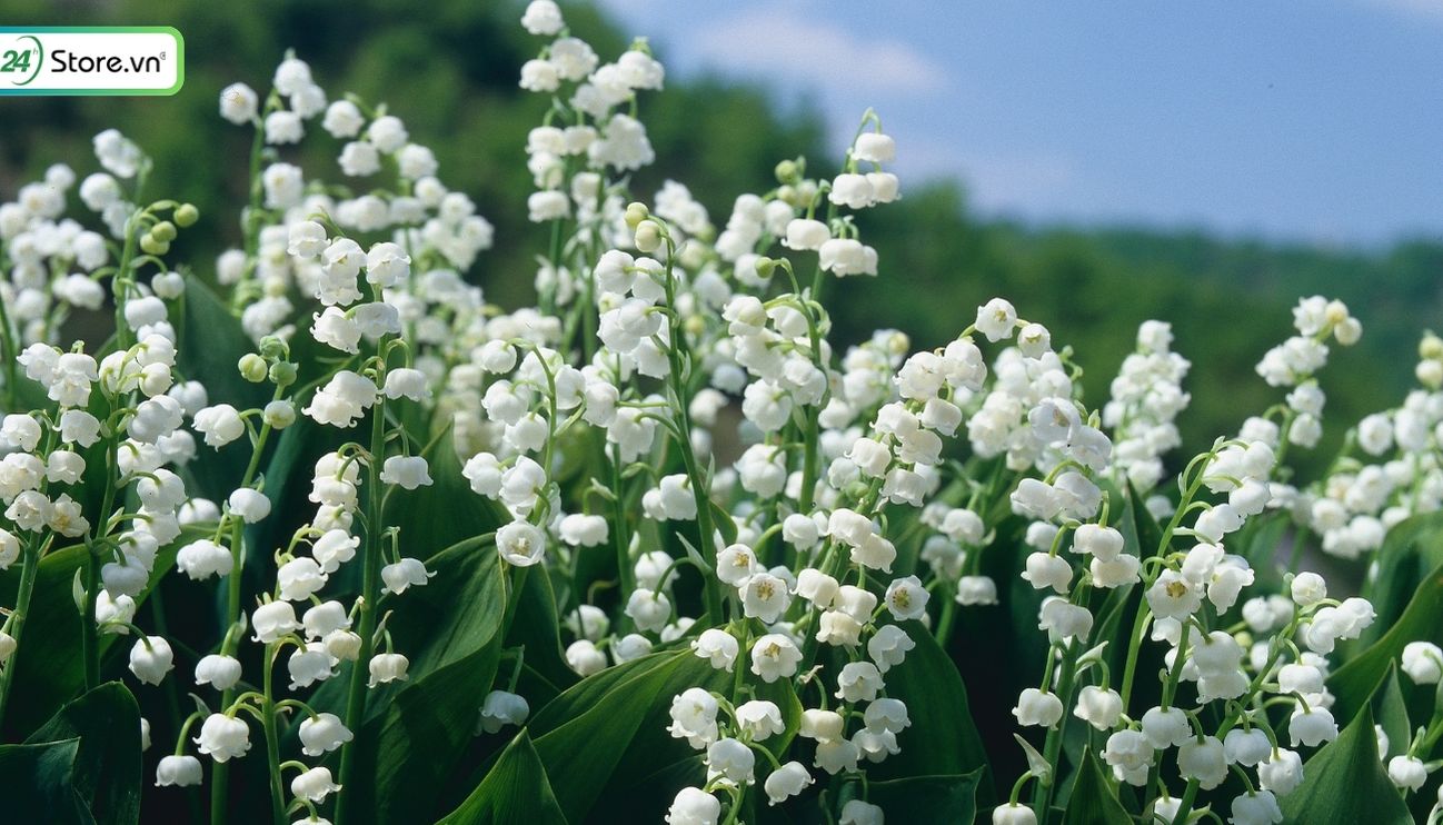 ý nghĩa văn hoa của hoa linh lan