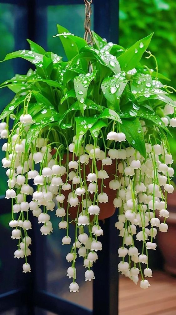 hình nền hoa linh lan màu trắng