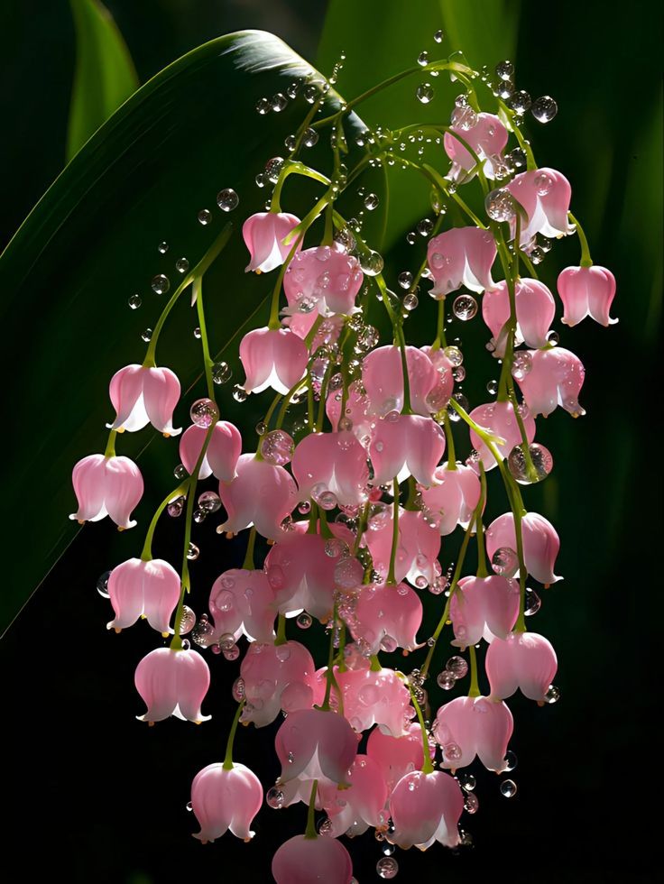 hình nền hoa linh lan