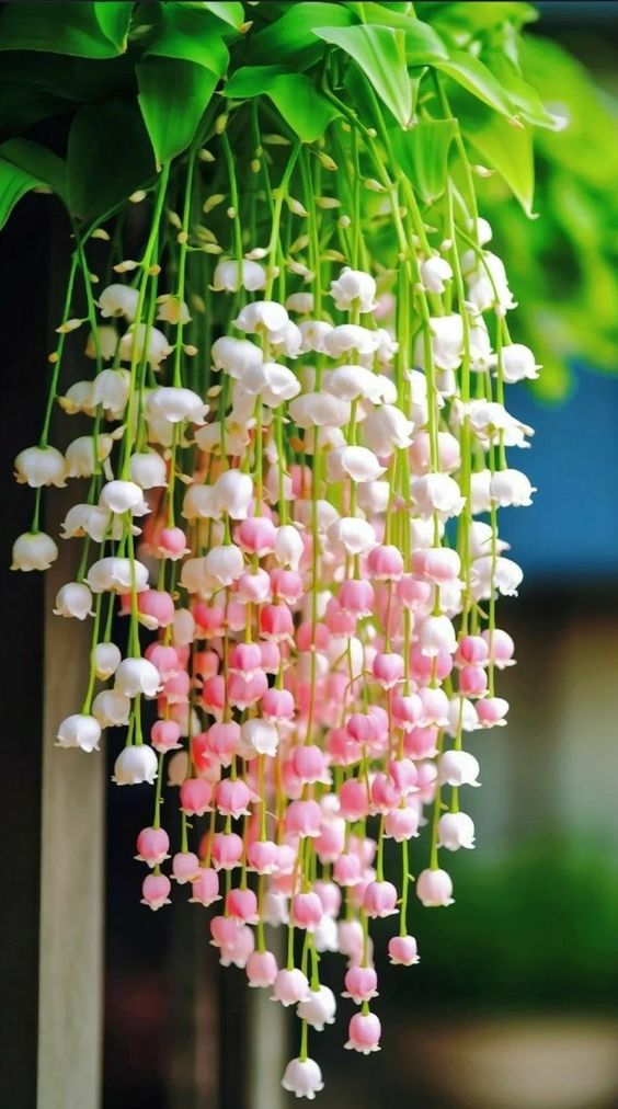 hình nền hoa linh lan hồng