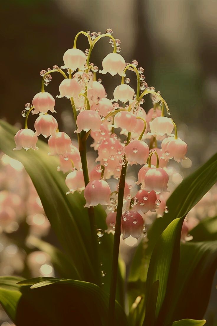 hình nền hoa linh lan hồng