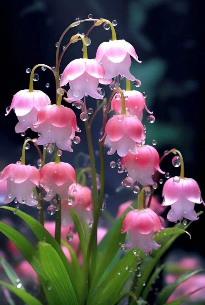 hình nền hoa linh lan hồng