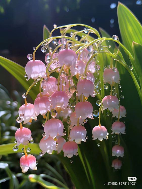 hình nền hoa linh lan hồng