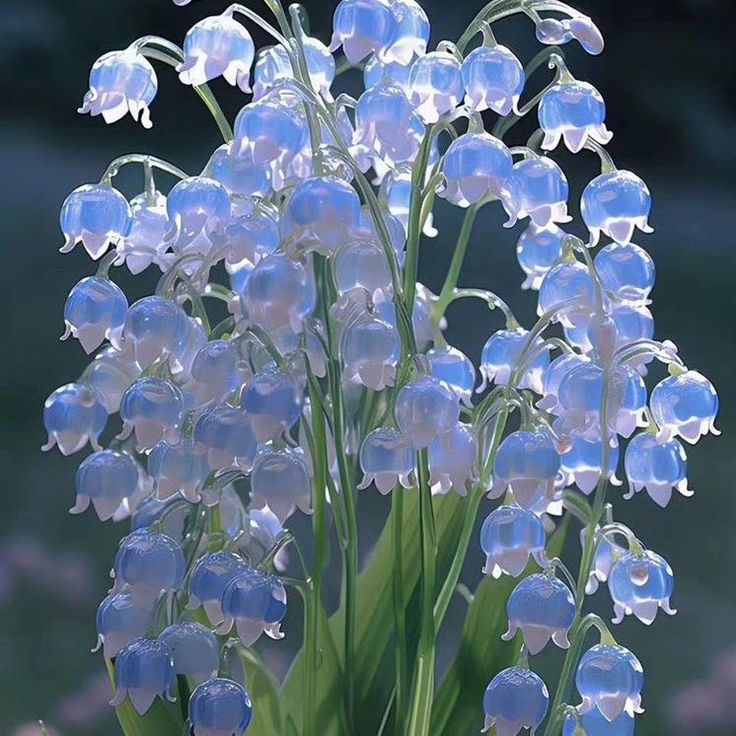 hình nền hoa linh lan xanh dương