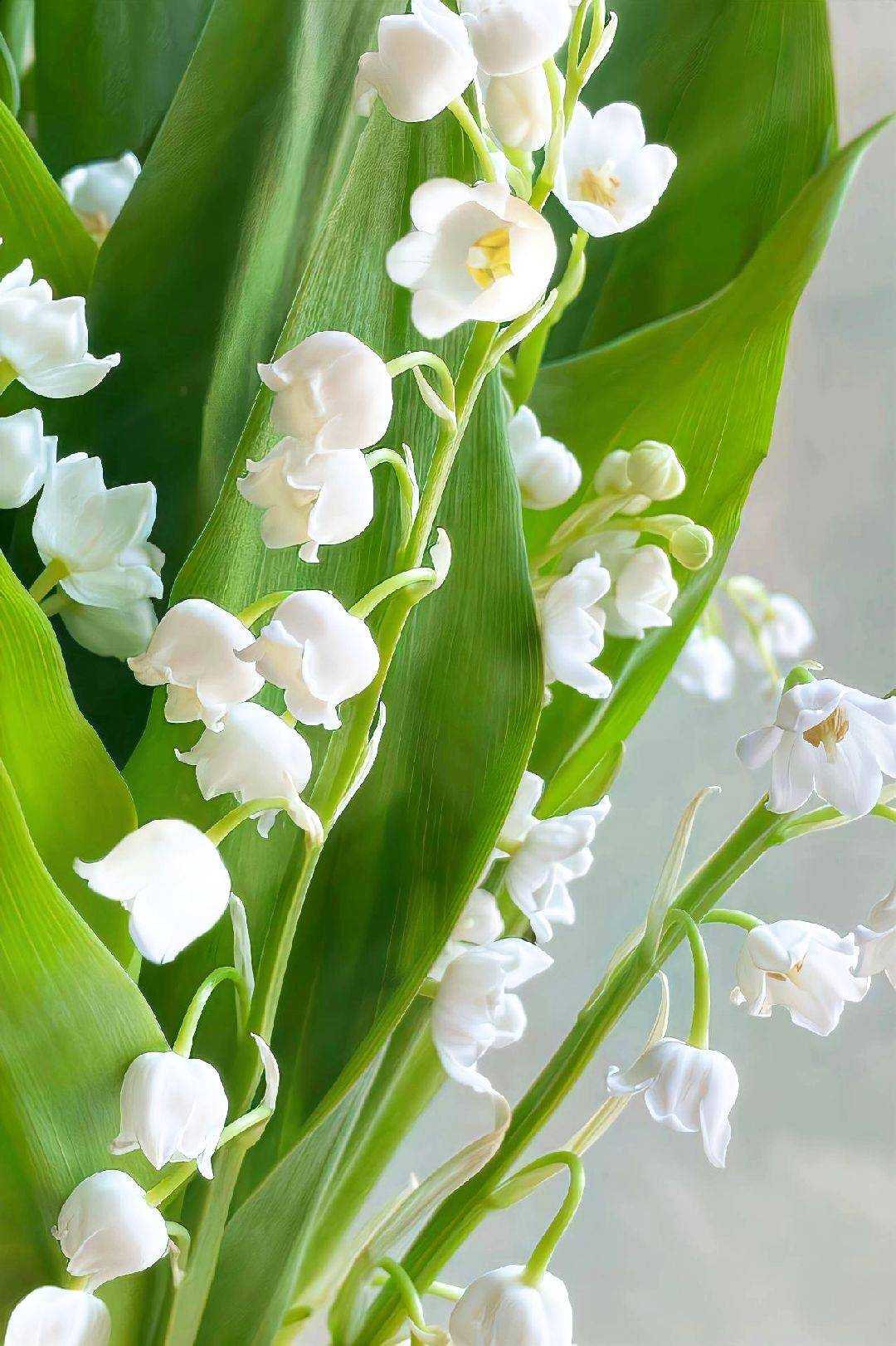 hình nền hoa linh lan trắng