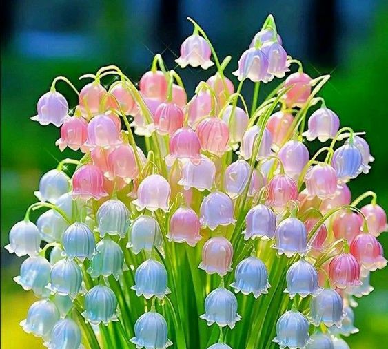 hoa linh lan ngũ sắc