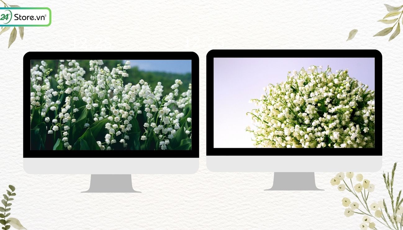 hoa linh lan ngũ sắc